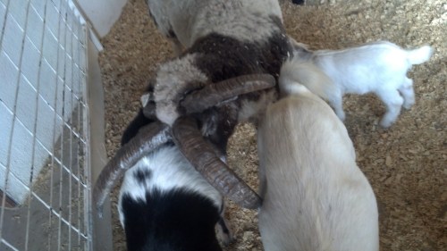 IMG_20130913_171307_329