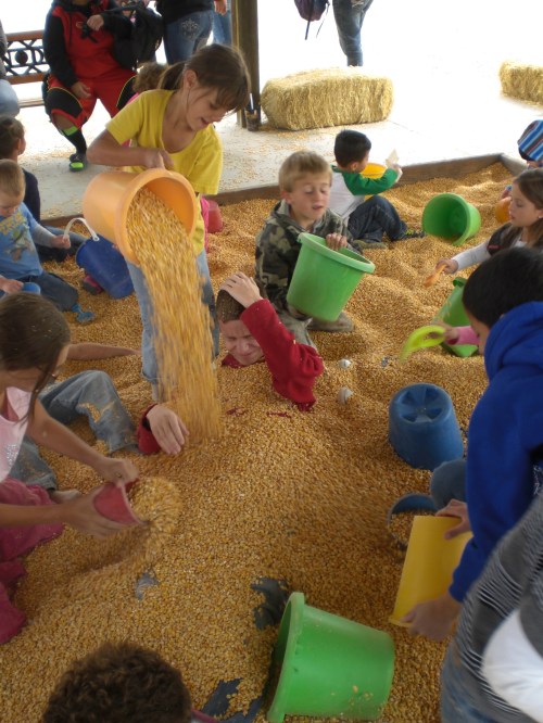 McCall's Pumpkin Patch 2013 100
