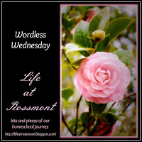 1275a-wordless2bwednesday2bcollage